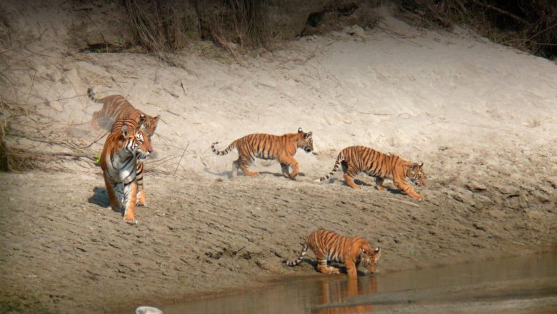 tiger Chitwan nationalpark